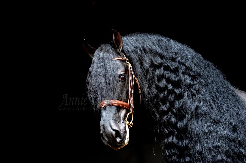 The Fascinating Journey of the Friesian Horse: A Breed Like No Other